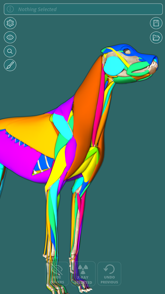 Un modello 3D con codice colore del sistema muscolare di un cane all'interno dell'interfaccia dell'app Visual Anatomy Canine.