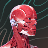 Easy Anatomy 3D - App Icon