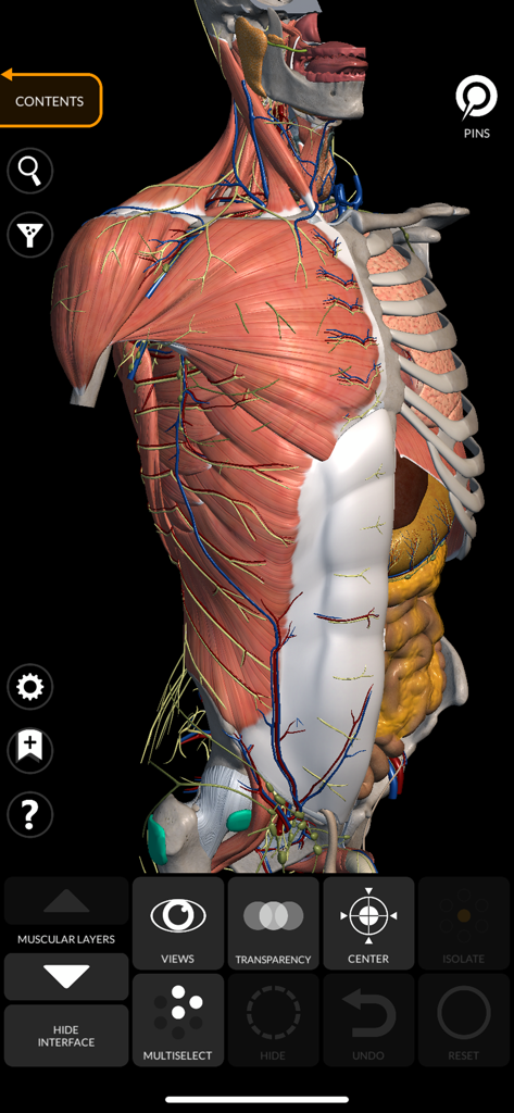 Detailed 3D model of the human torso with muscle and nerve layers
