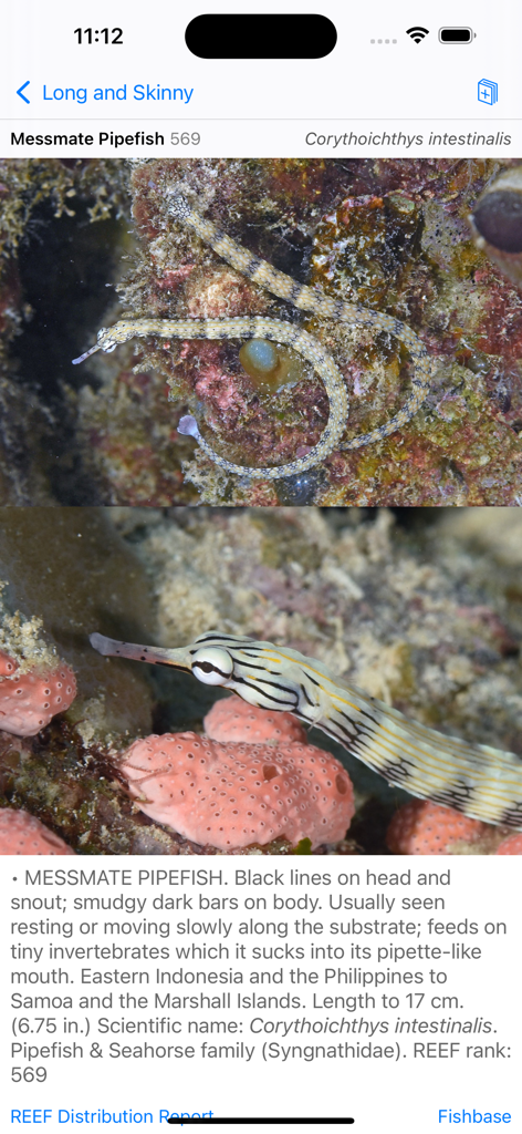 Philippines Fish ID - Detailed identification screen for the Messmate Pipefish including photos and scientific facts.