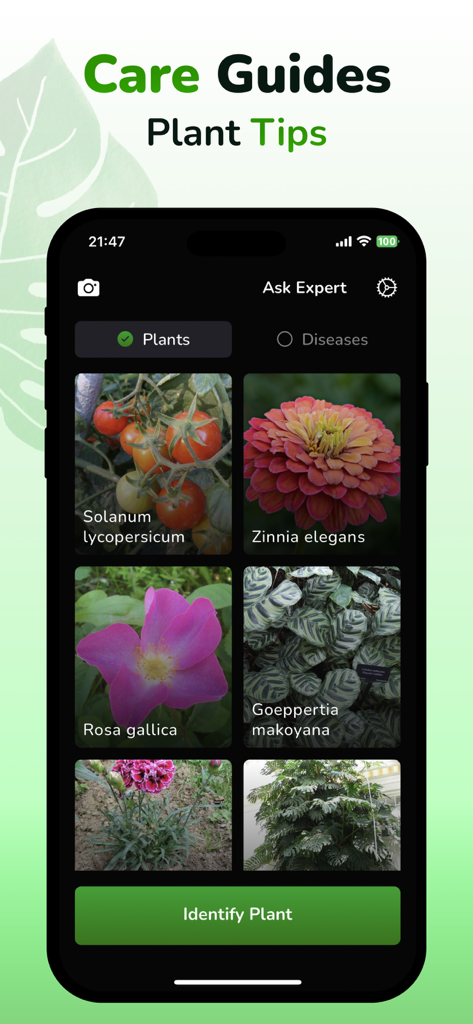 Plant ID & Disease Identifier - Plant identification app screen displaying various plants like Zinnia and Rose with their scientific names and an identify plant button