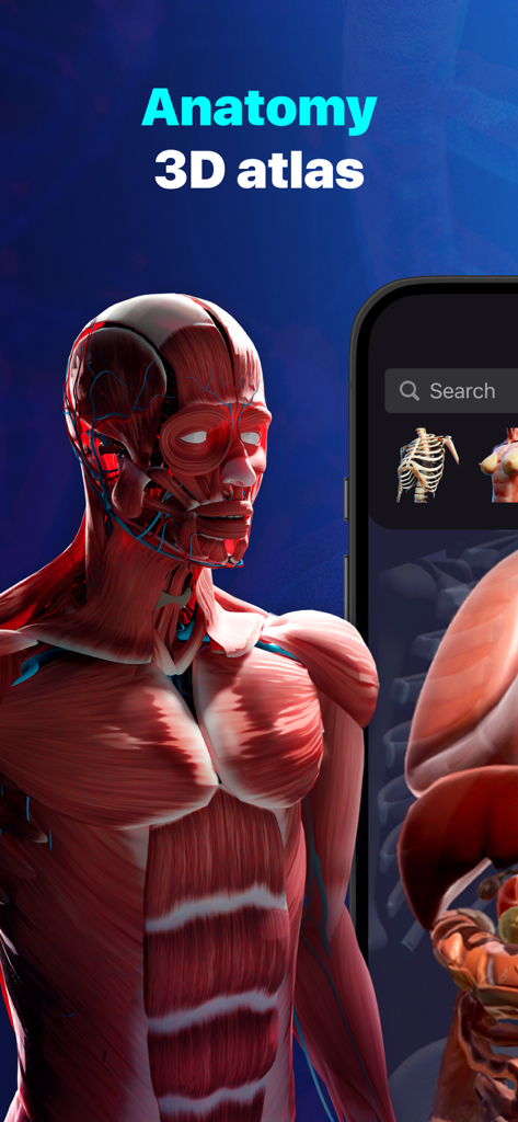 Anatomy Atlas & Human Biology - Detailed 3D model of the human muscular system in a medical anatomy app