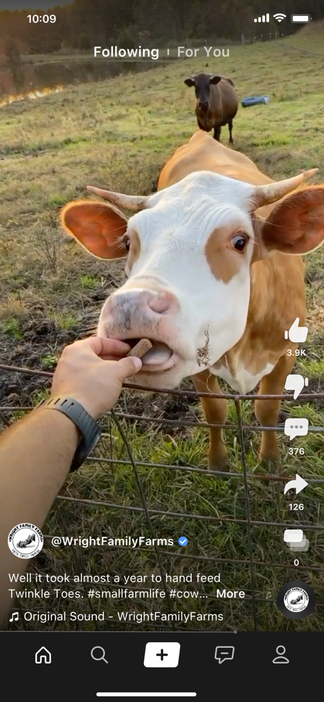 A short video on the Clapper app showing a person hand-feeding a brown and white cow on a farm