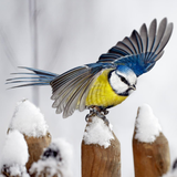 Vinterfåglar Inpå knuten. - App Icon