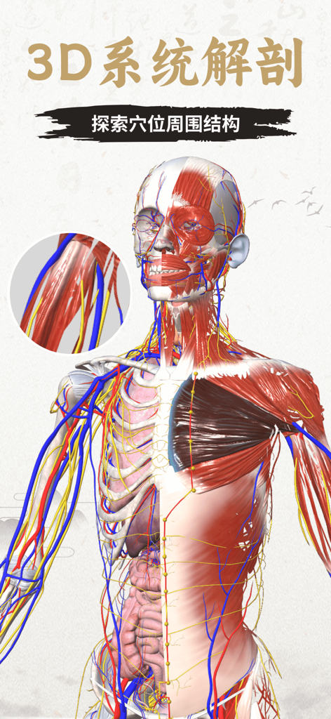 Un modello anatomico sistemico 3D che mostra il corpo umano con muscoli, nervi e punti dei meridiani MTC