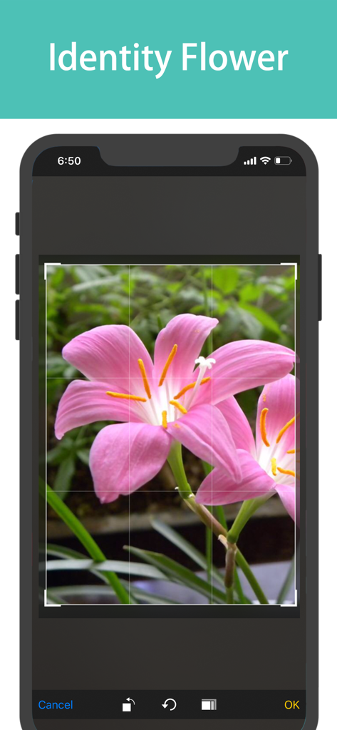 QS Scanner & Photo Translator - Plant identification screen showing a pink flower in the viewfinder