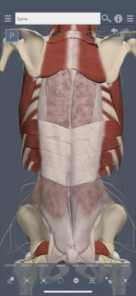 Primal's 3D Spine - Una dettagliata visualizzazione medica 3D della colonna vertebrale umana e degli strati muscolari della schiena.