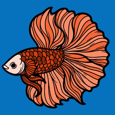 betta fish