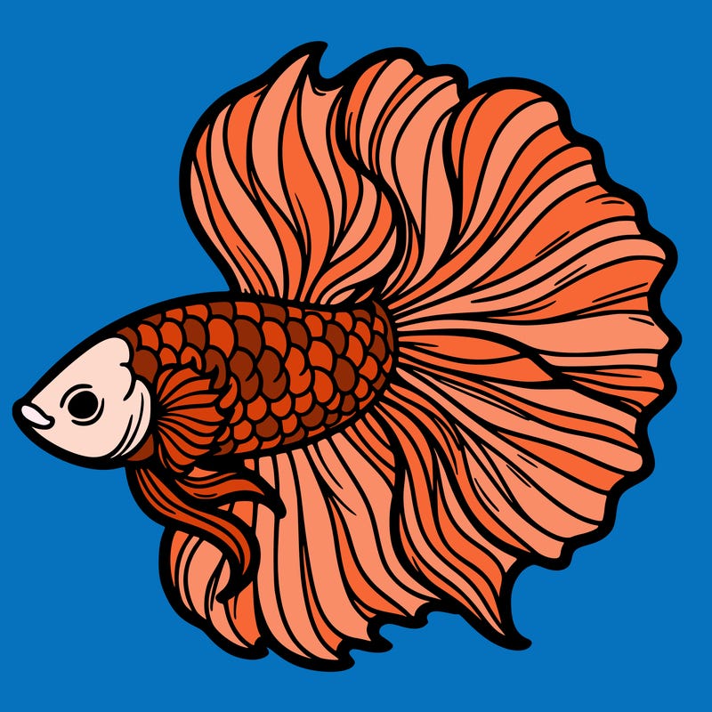betta fish