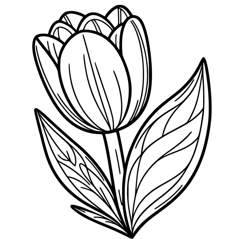 tulip