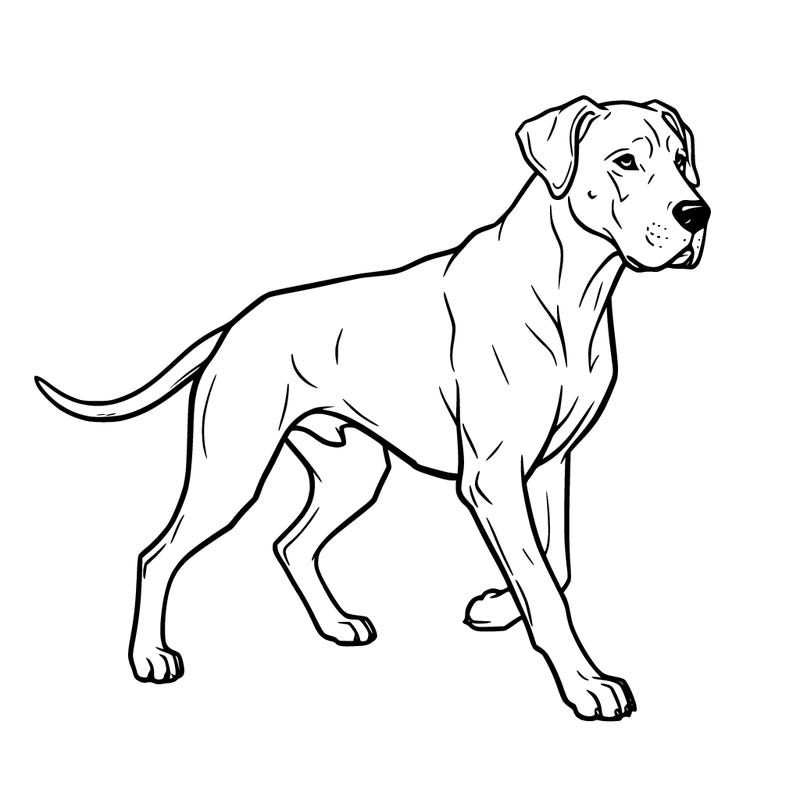 a solid great dane