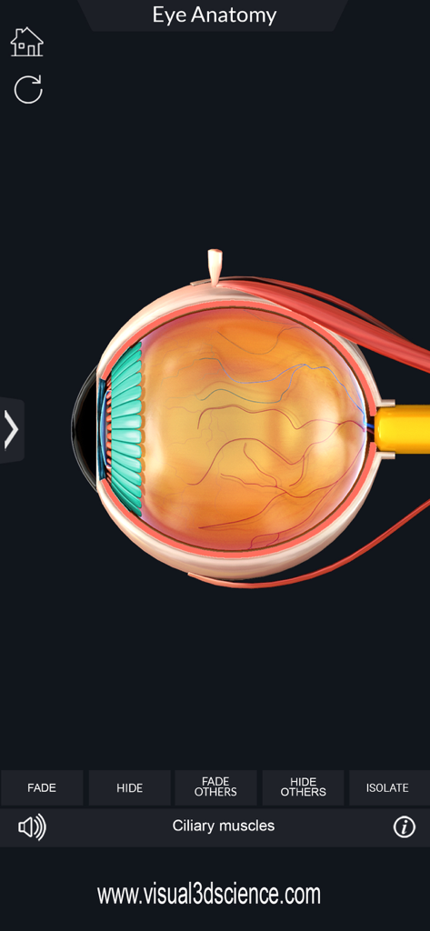 A 3D cross-section visualization of the human eye highlighting ciliary muscles in a medical anatomy app