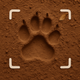 Animal Track Identifier