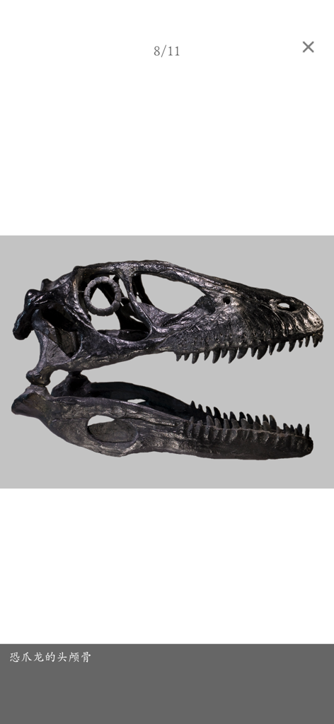 Dinopedia -kids' dinosaur park - Detailed fossil photo of a Deinonychus dinosaur skull