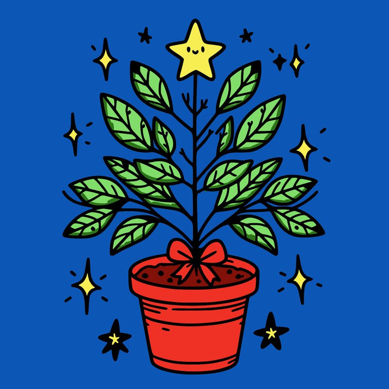 christmas plant