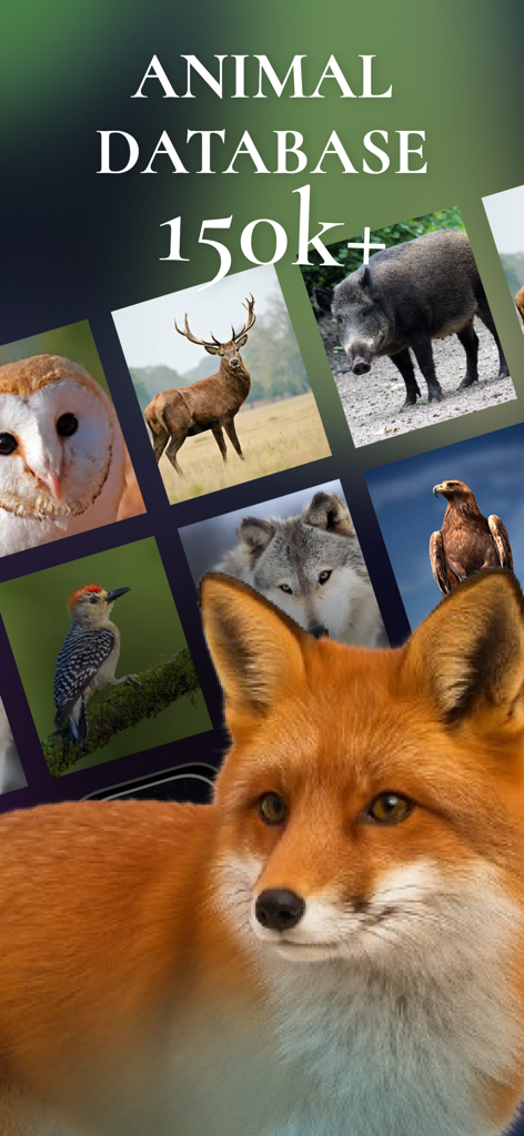 Animal Sound Identifier - An interface showing a database of over 150,000 animal species with photos of a fox, deer, and owl.