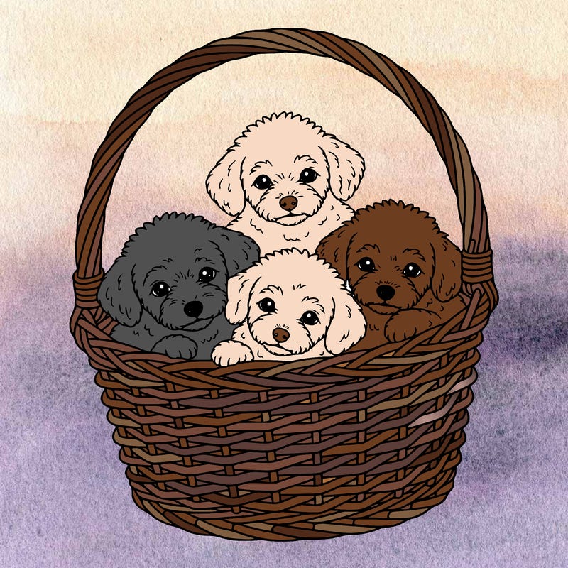 three small miniature poodles lie in a wicker basket.