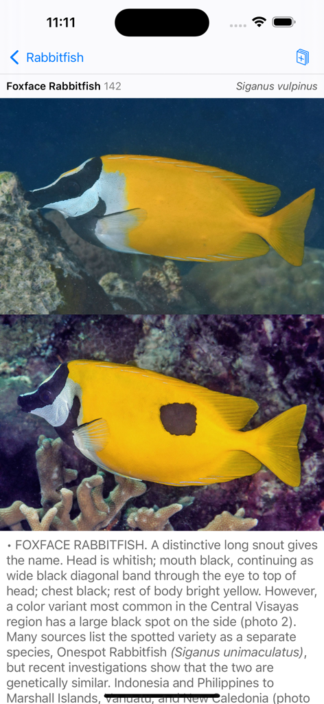 Philippines Fish ID - Identification screen for Foxface Rabbitfish with photos and scientific description