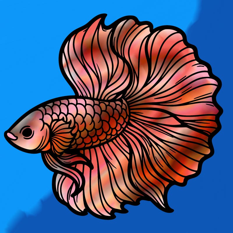 betta fish