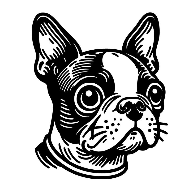 boston terrier