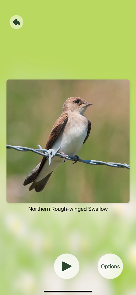 Northern Rough-winged Swallow identification screen in the Chirp app