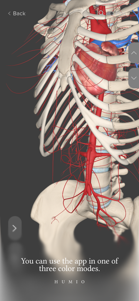 Humio: 3D Human Anatomy - Vista anatómica 3D del corazón humano y el sistema circulatorio dentro de la caja torácica
