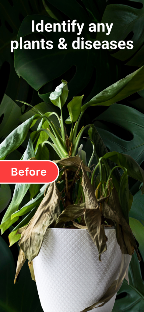 AI Plant Identifier・Care－Lily - A sick houseplant with a text overlay about identifying plants and diseases