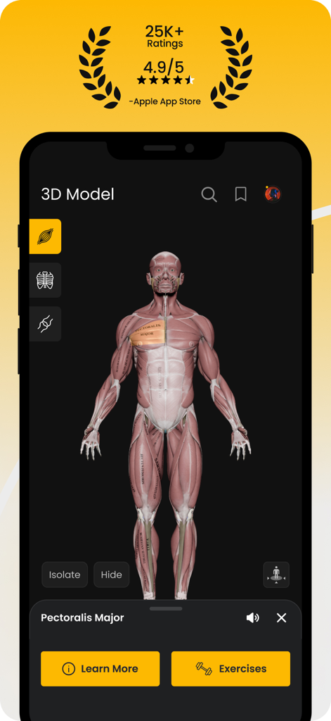 A 3D human muscular anatomy model highlighting the pectoralis major muscle in the Strength Training by MM app