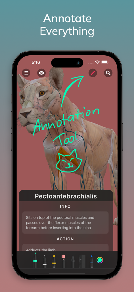 Herramienta de anotación digital utilizada en un modelo muscular 3D de un león en la aplicación Anatomía de León para Artistas
