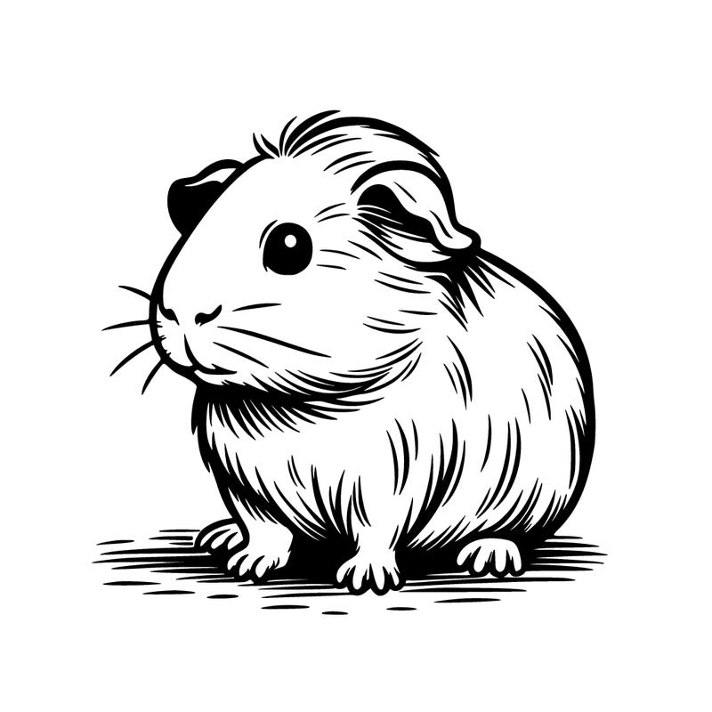 guinea pig