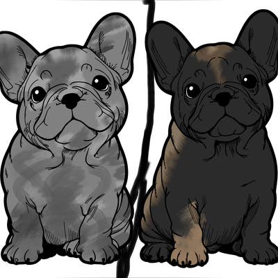 french bulldogs