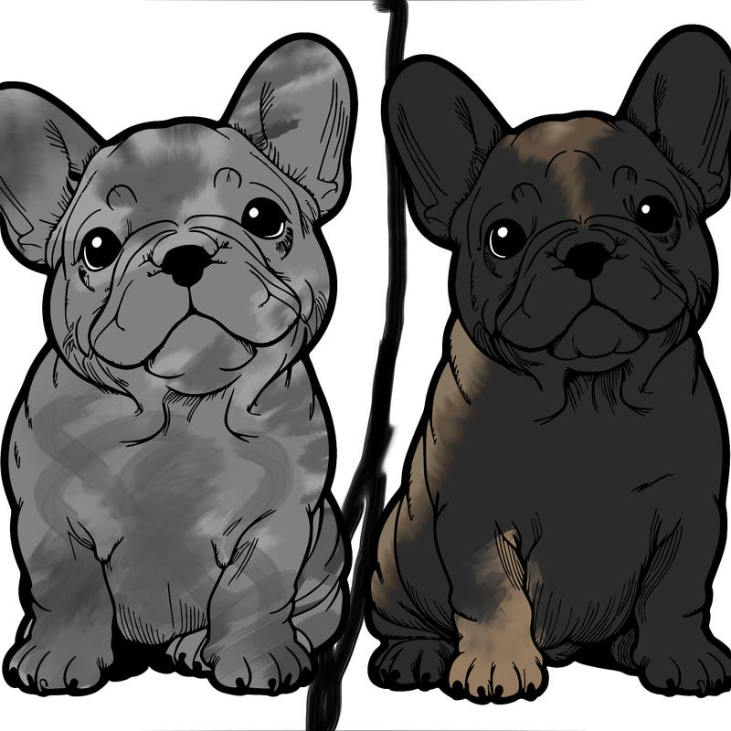 french bulldogs