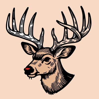 a buck's antlers