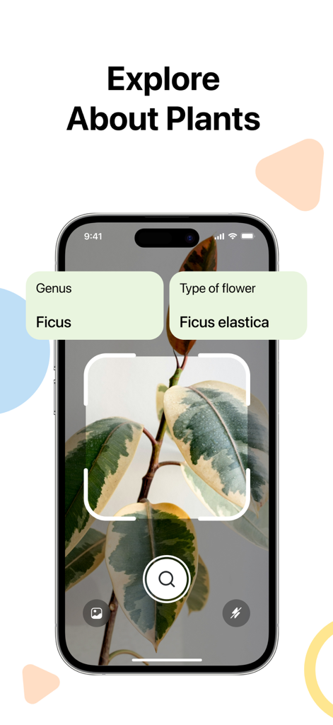 Mobile app screen showing a Ficus plant being identified by the Lens AI photo scan feature