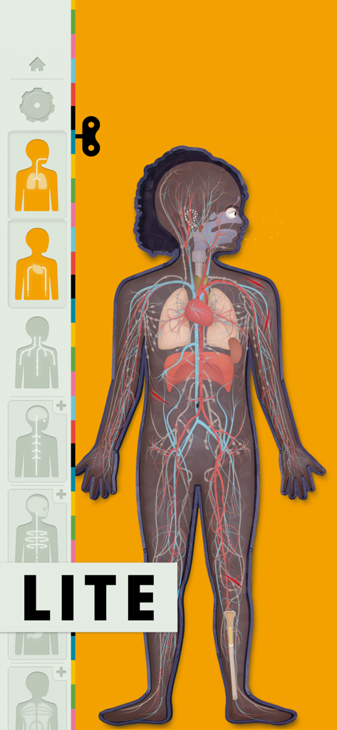 Interactive anatomical model showing heart and lungs in the Human Body Lite app for children