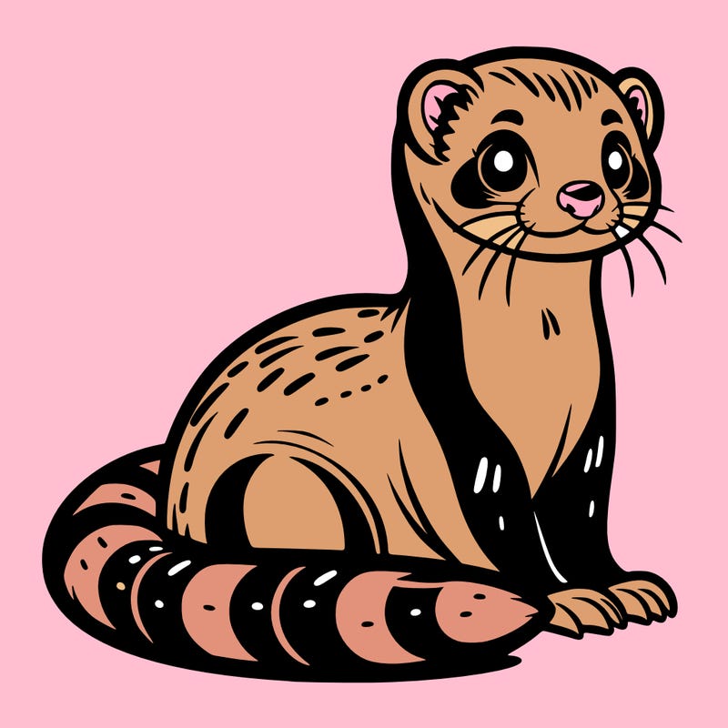 ferret