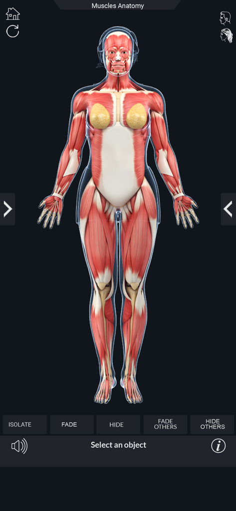Um modelo anatômico feminino 3D mostrando o sistema muscular no aplicativo Minha Anatomia Muscular