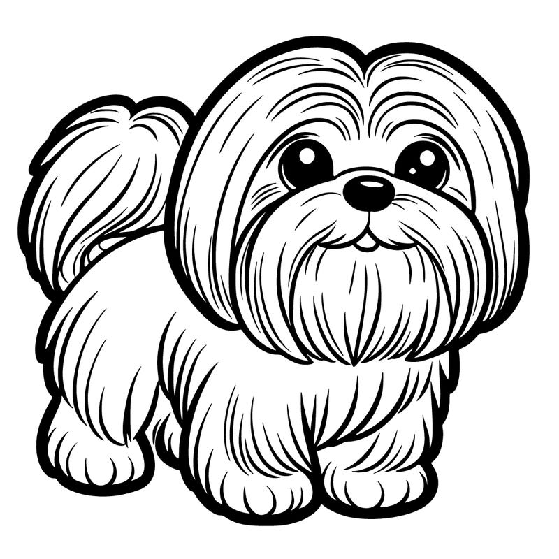 a shih tzu