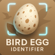 Bird Egg Identifier: AI Scan