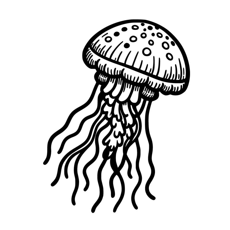 jellyfish