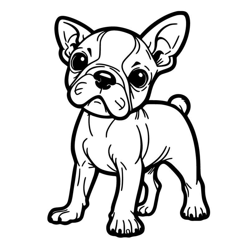 all white boston terrier dog