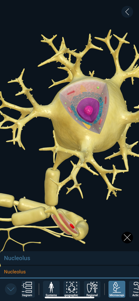 3D Organon - A detailed 3D microscopic anatomy view of a neuron cell body highlighting the nucleolus within the 3D Organon medical app