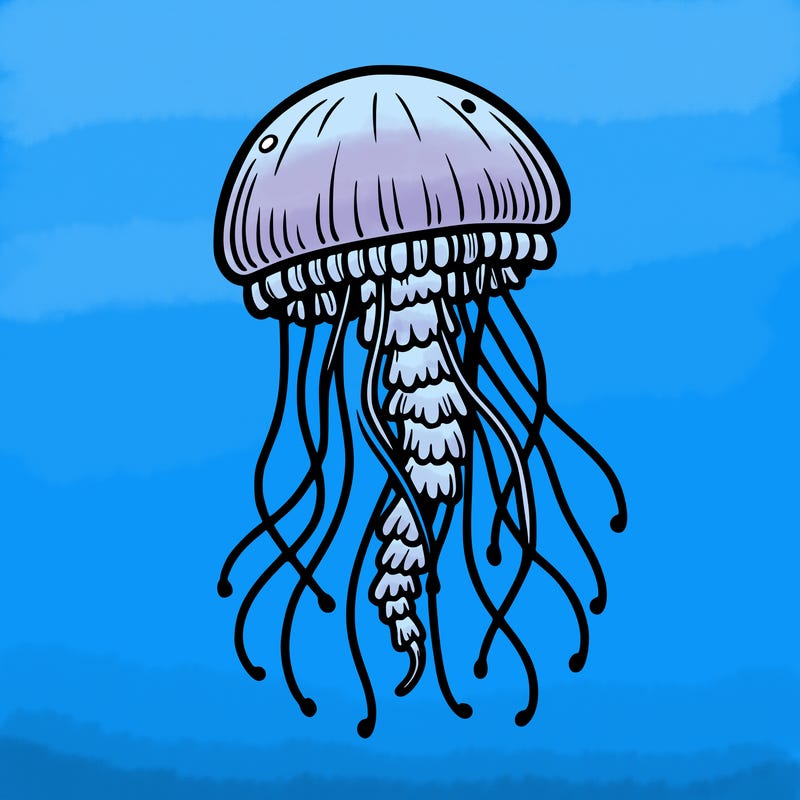jellyfish