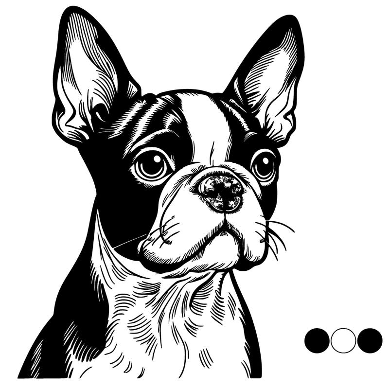 boston terrier