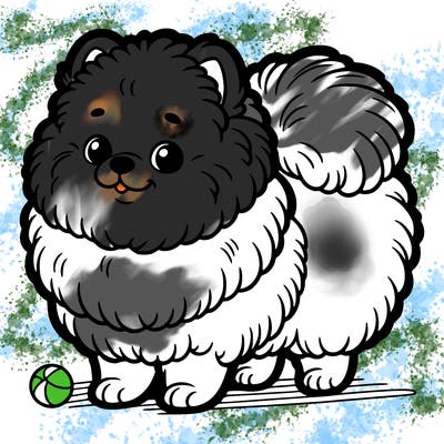 pom pom dog