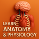 Learn Anatomy and Physiology