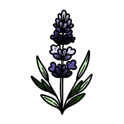 lavender flower