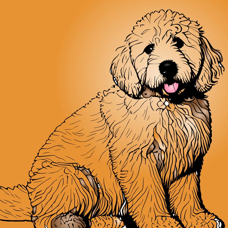 realistic dog golden doodle