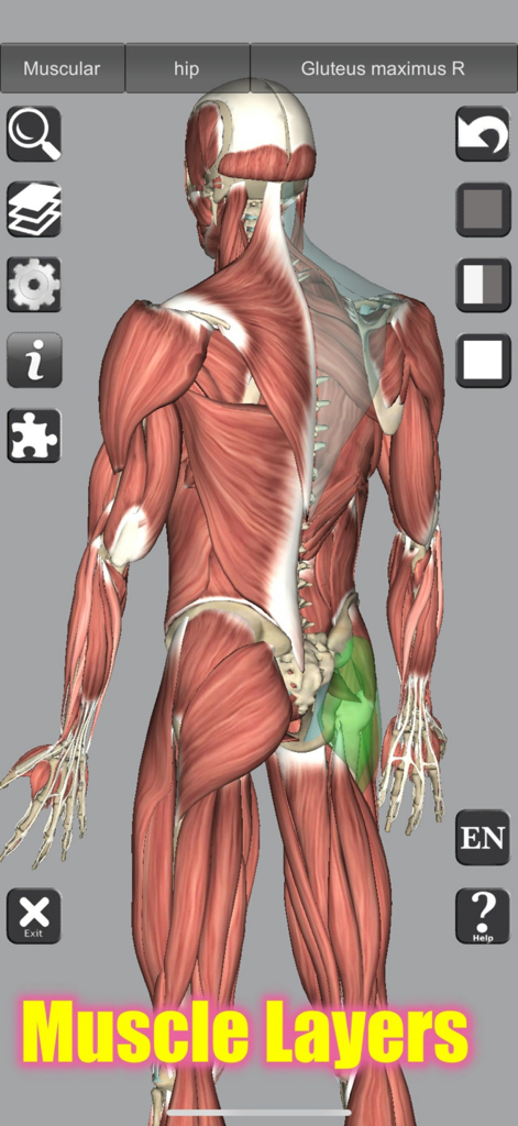 3D human anatomy model showing muscle layers of the back and gluteus maximus