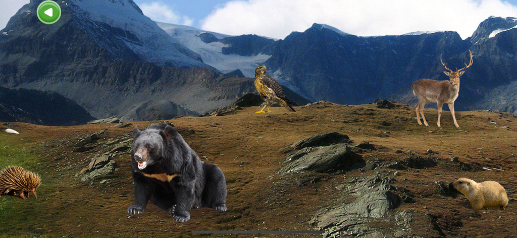 Animals 360x - Interactive mountain habitat featuring a bear deer and hawk in the Animals 360x app